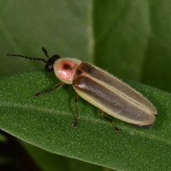 Photinus marginellus