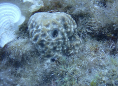 Irciniidae