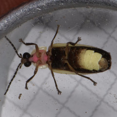 Photinus marginellus