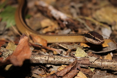 Coniophanes schmidti