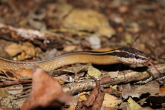 Coniophanes schmidti