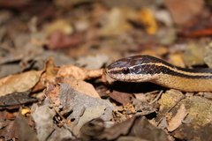 Coniophanes schmidti