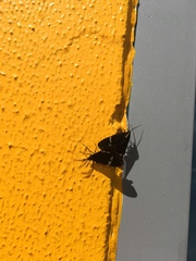 Nyctemera annulata