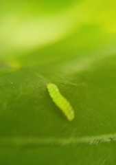 Adoxophyes privatana