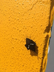 Nyctemera annulata