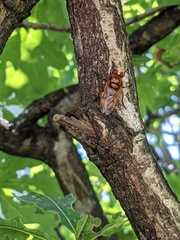 Volucella zonaria