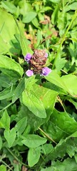 Prunella vulgaris