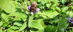 Prunella vulgaris