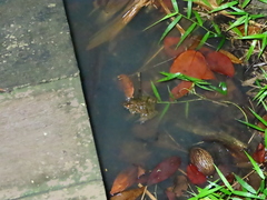 Fejervarya cancrivora