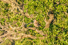 Garrulus glandarius iphigenia