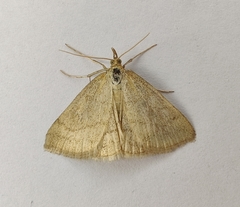 Psammotis pulveralis