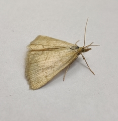 Psammotis pulveralis