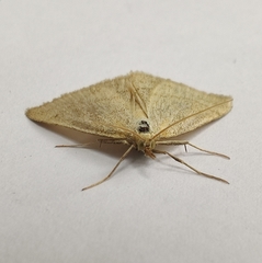 Psammotis pulveralis