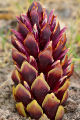 Kopsiopsis strobilacea