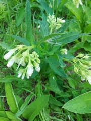 Symphytum officinale