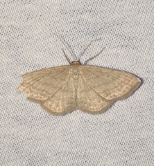 Scopula luteolata