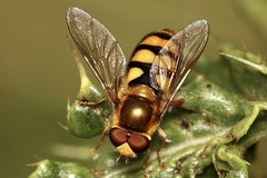 Eupeodes latifasciatus