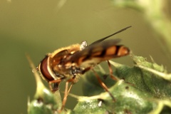 Eupeodes latifasciatus
