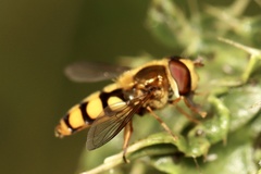 Eupeodes latifasciatus