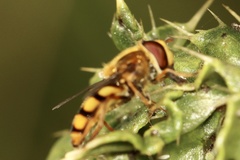 Eupeodes latifasciatus