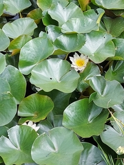 Nymphaea alba