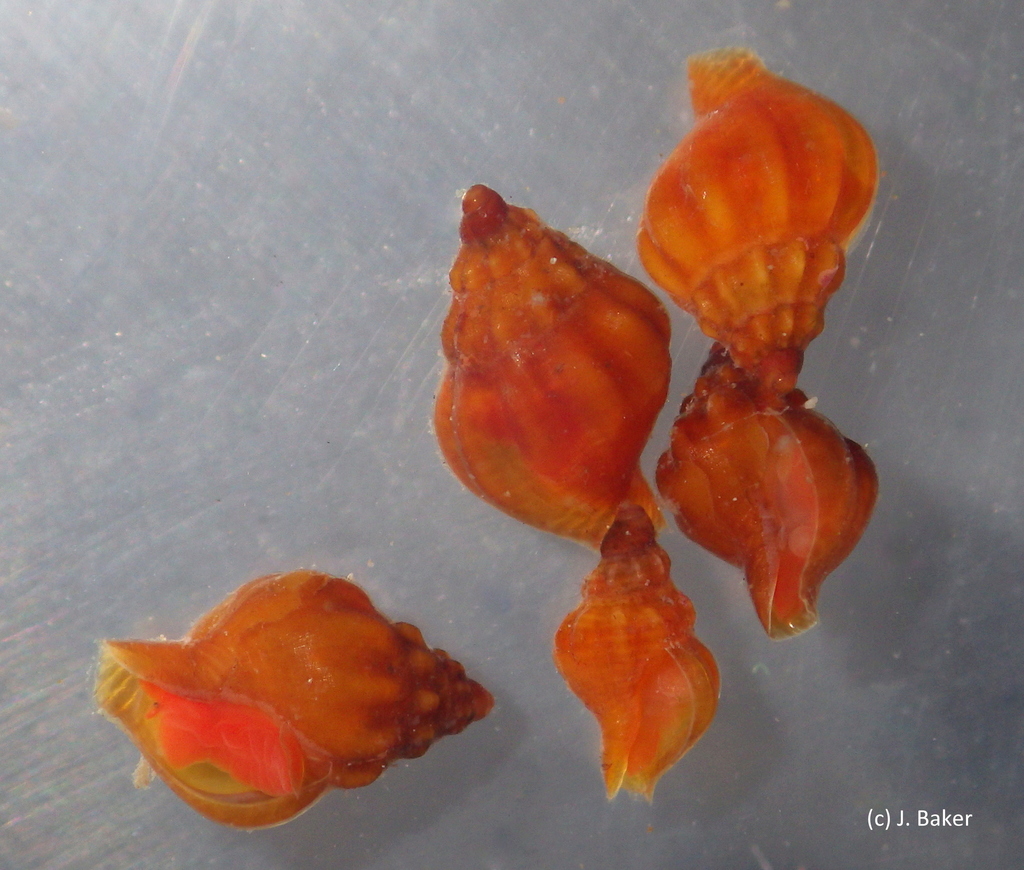 Anachis cominellaeformis