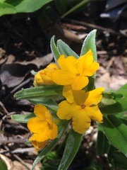 Lithospermum canescens