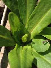 Lithospermum canescens