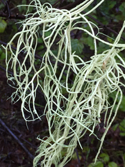 Usnea scabrata