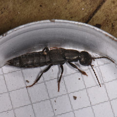 Tasgius melanarius