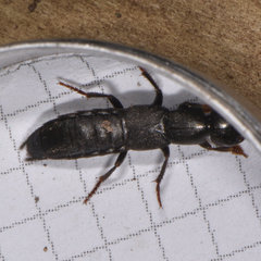 Tasgius melanarius