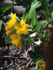 Lithospermum canescens