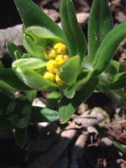 Lithospermum canescens