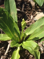 Lithospermum canescens