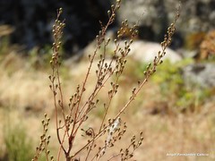 Asphodelus serotinus