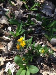 Lithospermum canescens