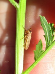 Aphrodes makarovi