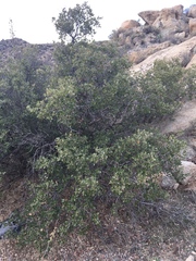 Quercus cornelius-mulleri