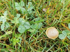 Panaeolus foenisecii