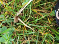 Panaeolus foenisecii