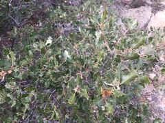 Quercus cornelius-mulleri