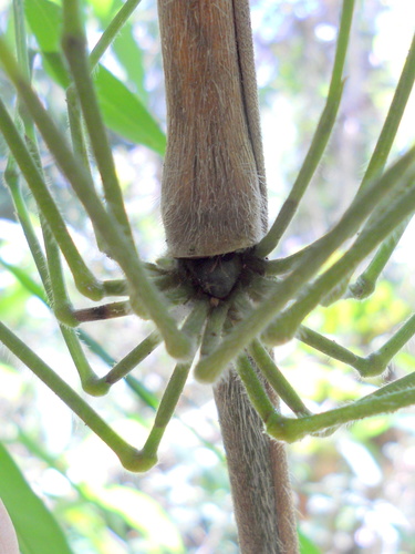 Chusquea bradei