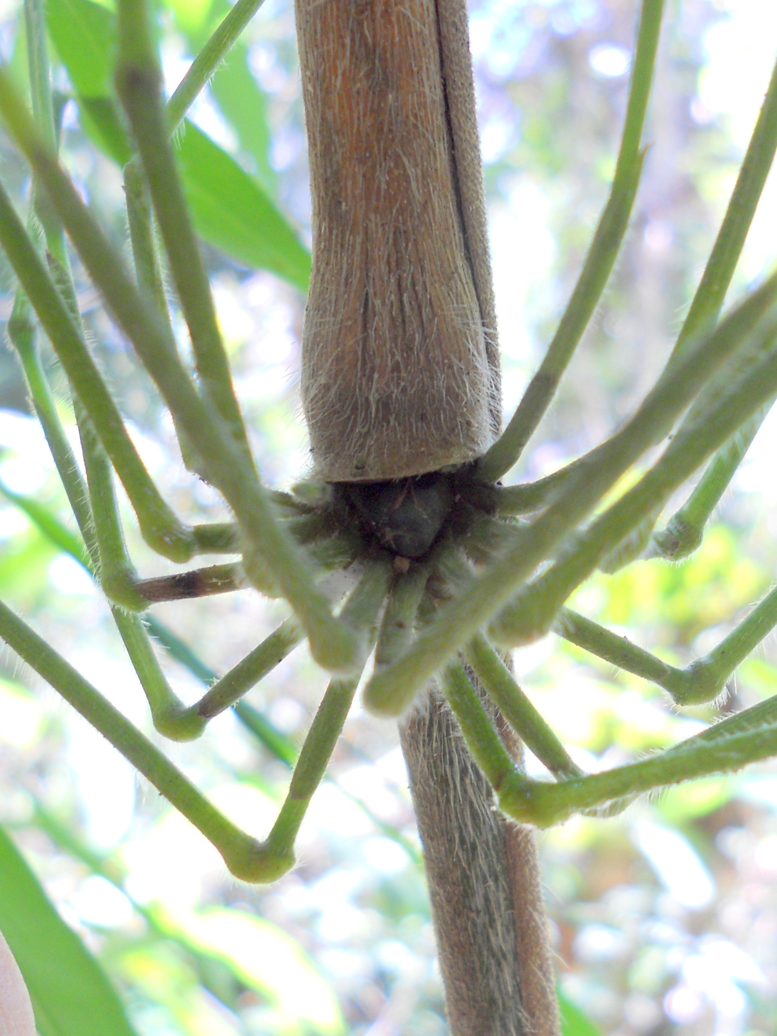 Chusquea bradei