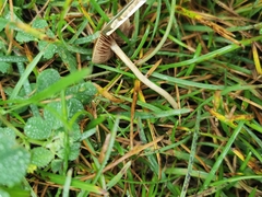Panaeolus foenisecii
