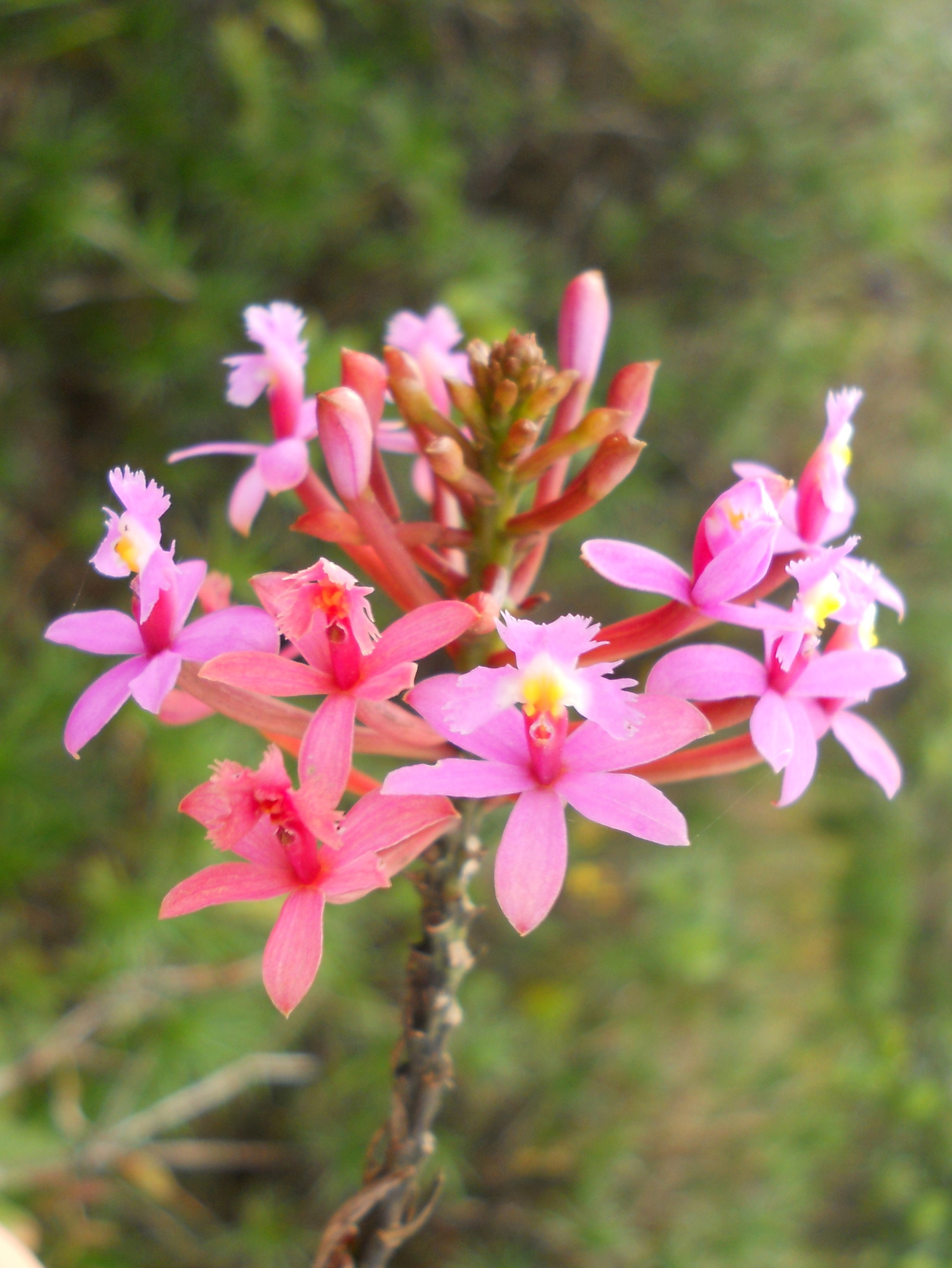 Epidendrum secundum