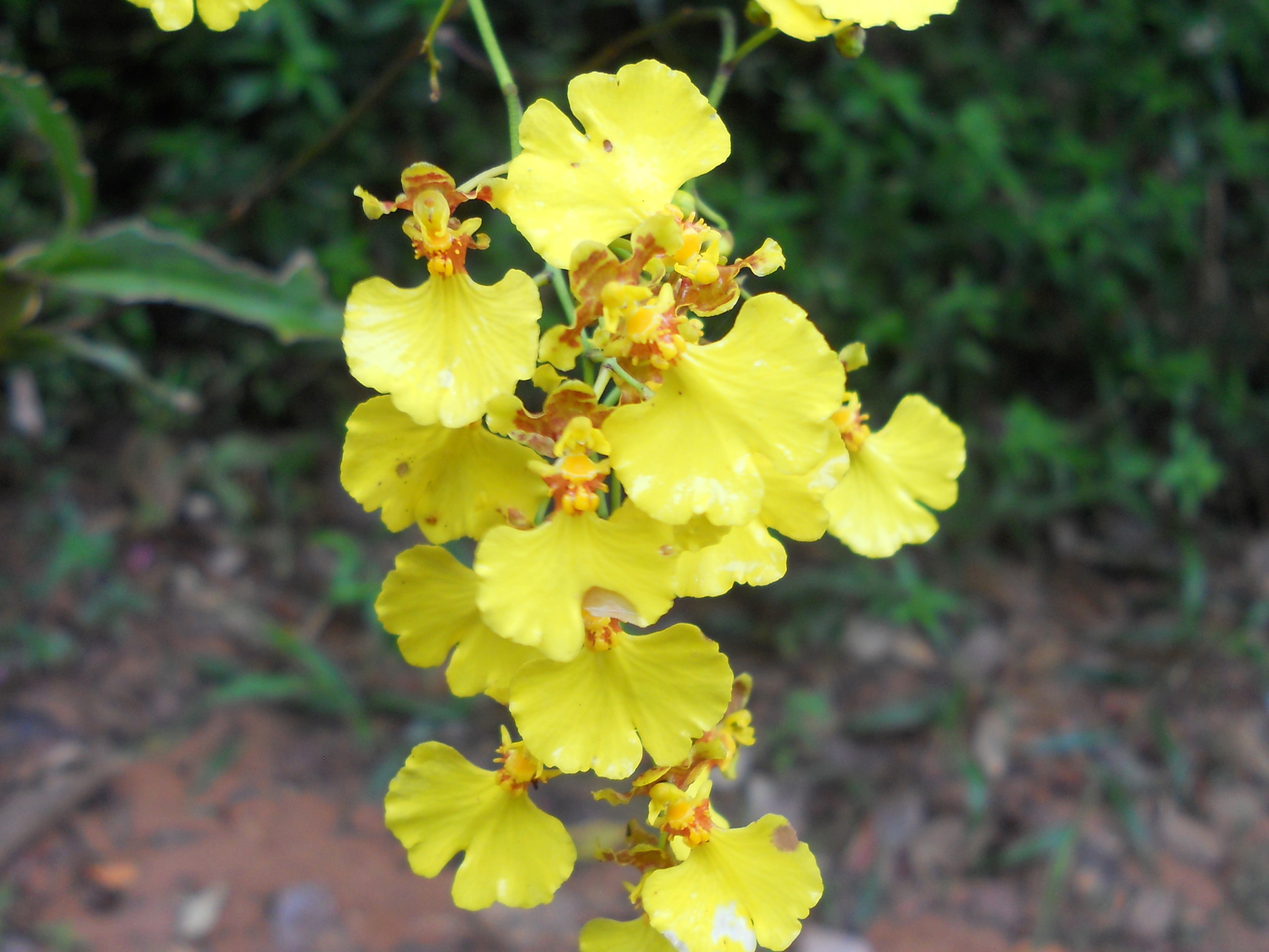 Gomesa flexuosa