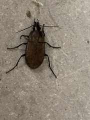 Chlaenius tomentosus