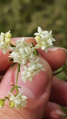 Galium anisophyllon