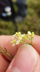 Galium anisophyllon