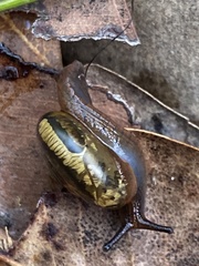 Brevisentis jacksoniensis